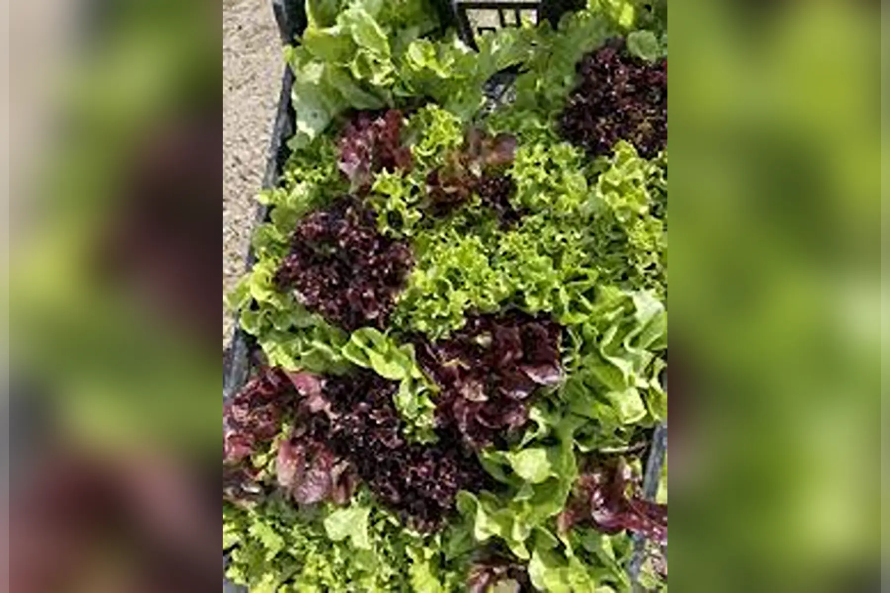 Mixte jeunes salades variées