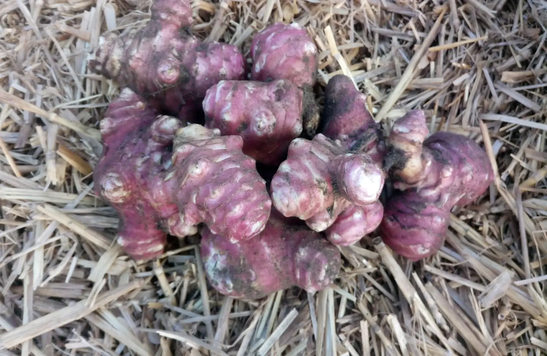 Les Légumes d'ici et d'ici