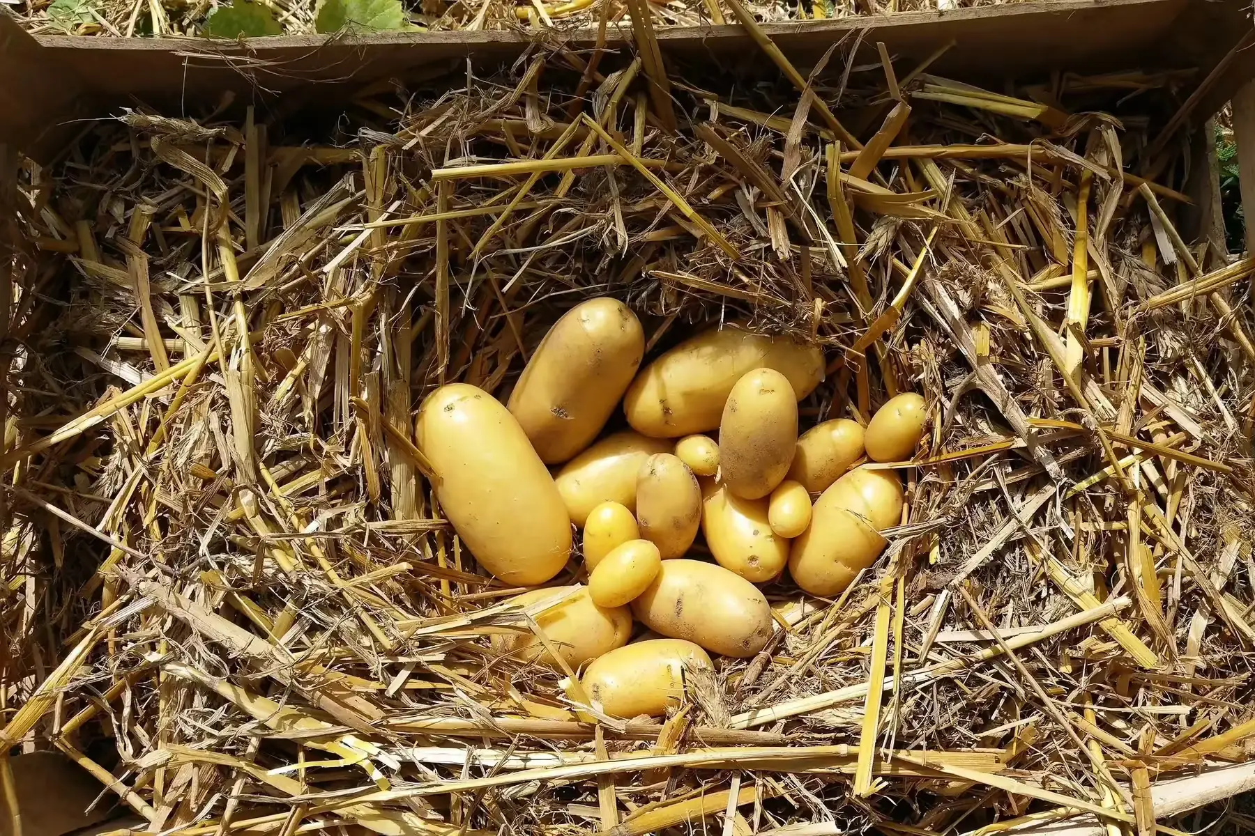 pommes de terre nouvelles (charlotte)