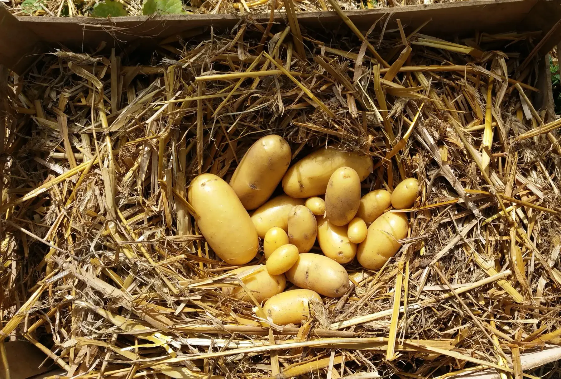 pommes de terre nouvelles (bintje)