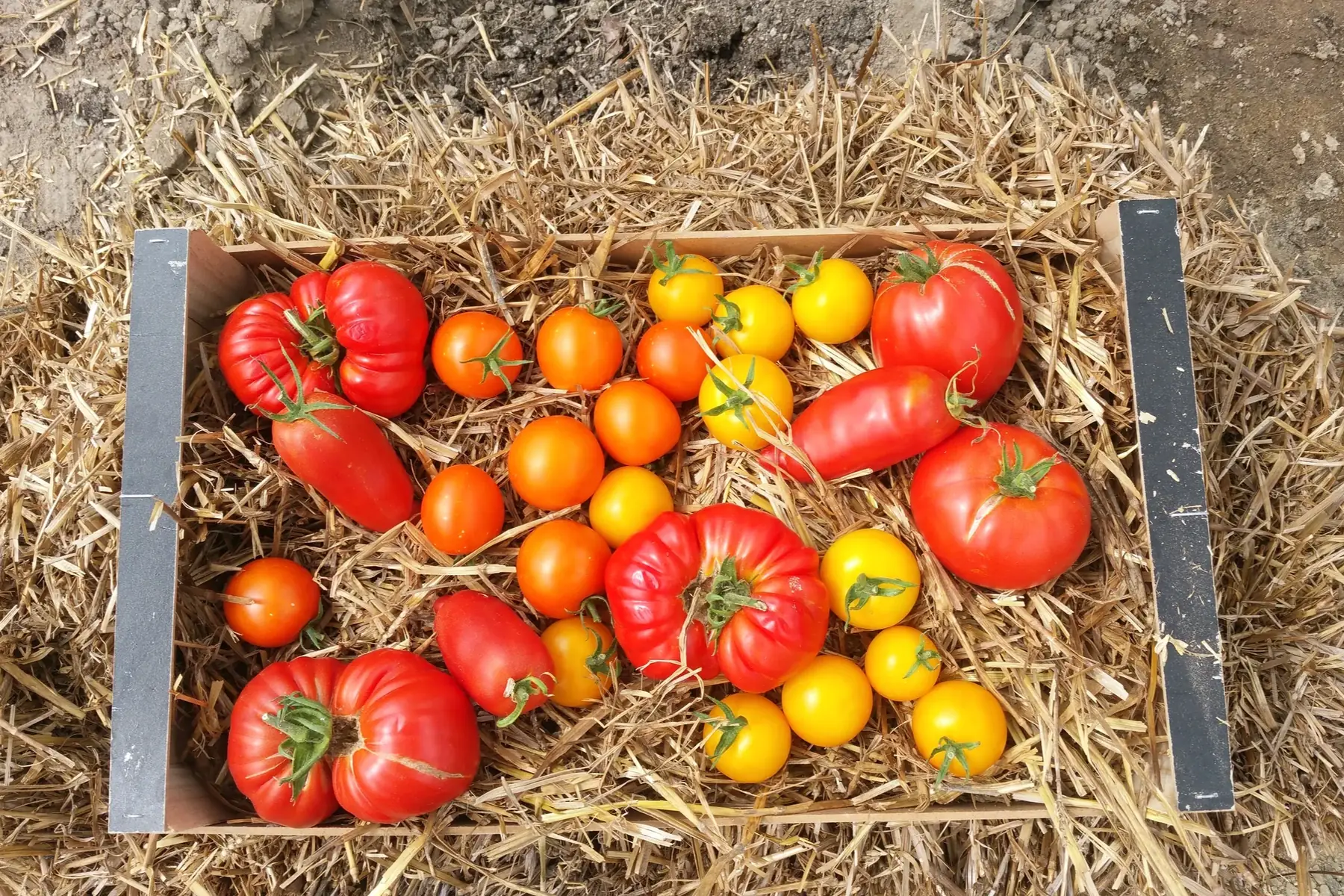 tomates anciennes