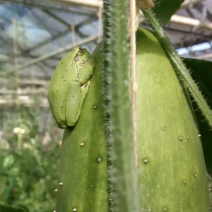 Les Légumes d'ici et d'ici