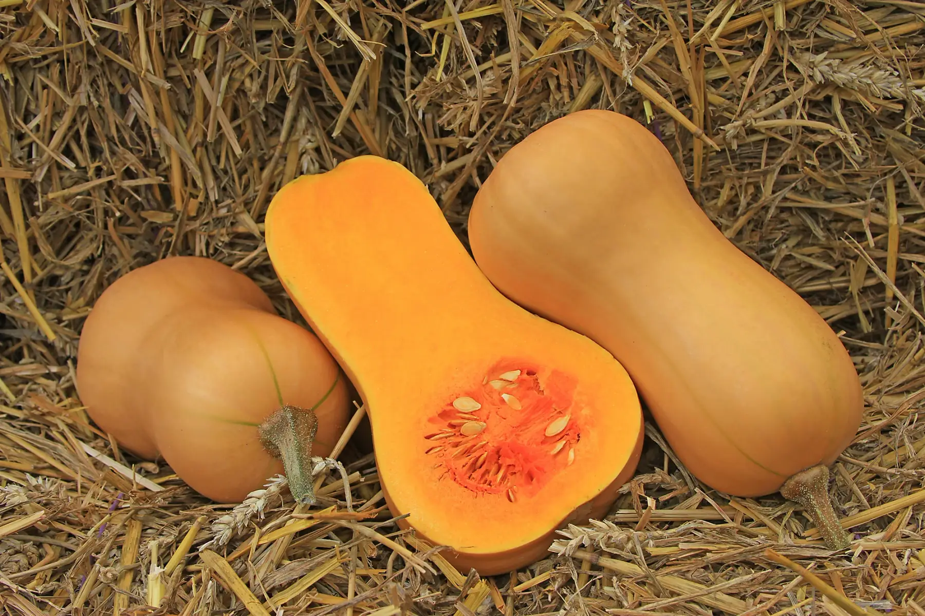 courge - butternut