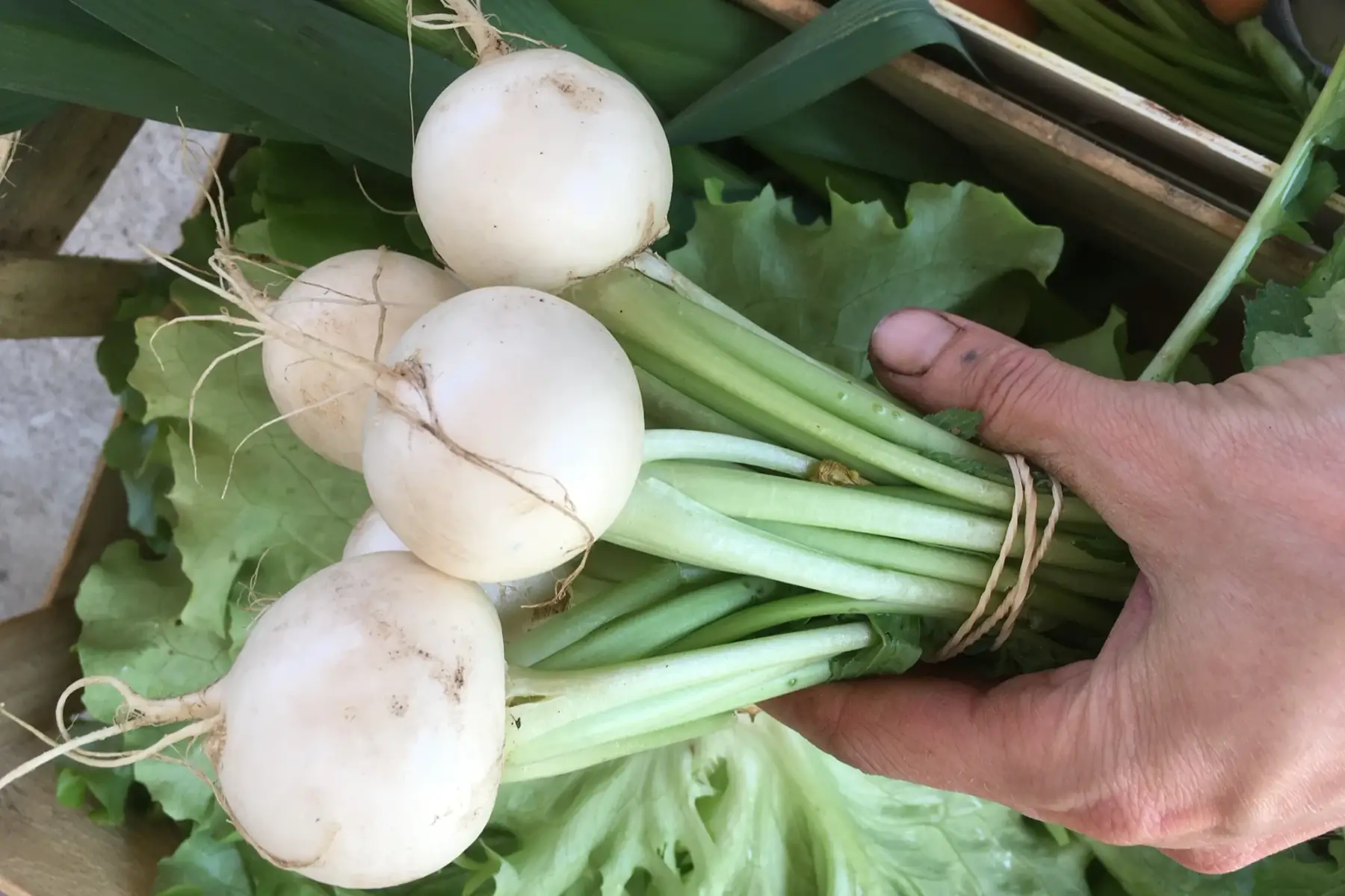 rabioles (jeune navet blanc)