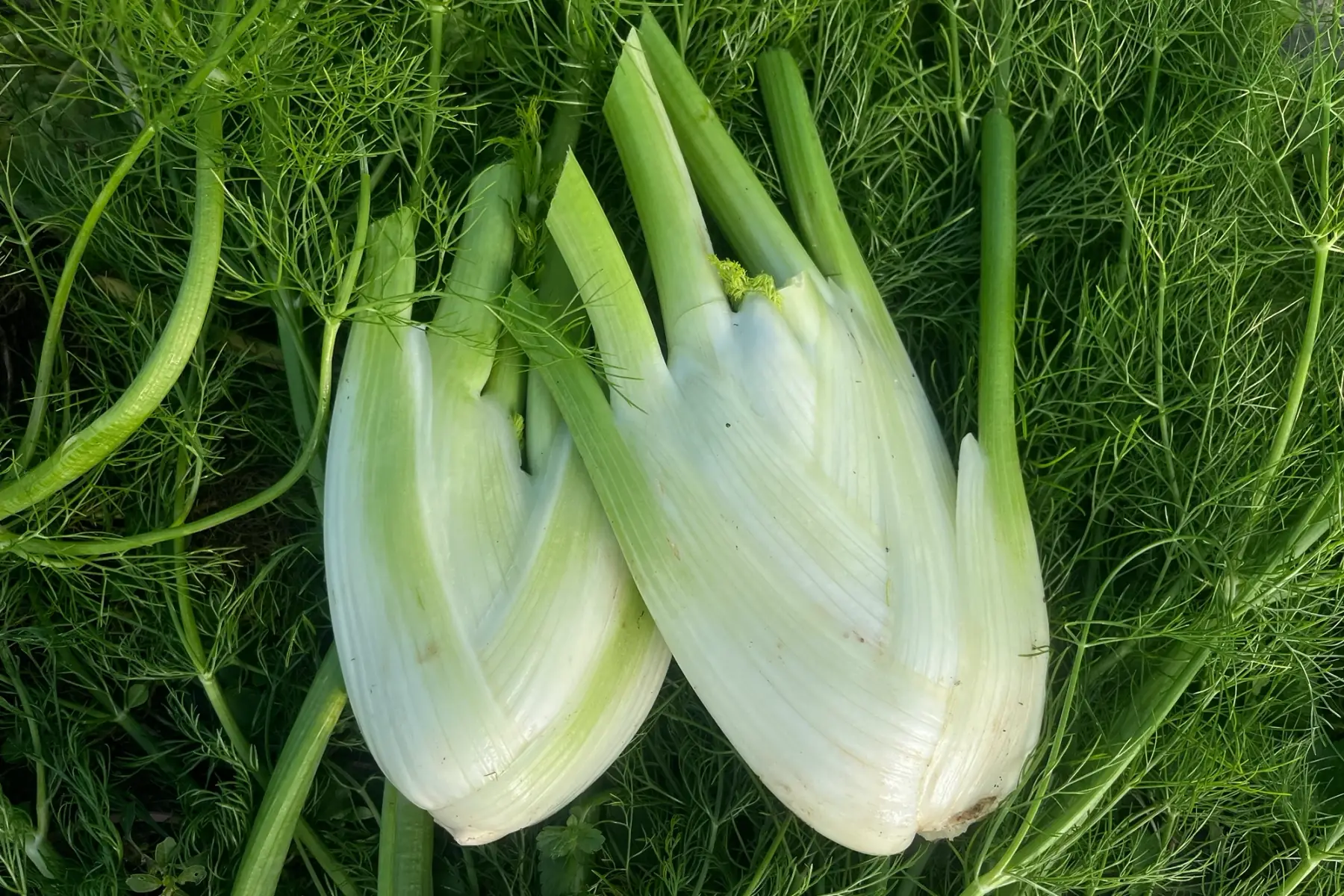 Fenouil (moyens/petits)