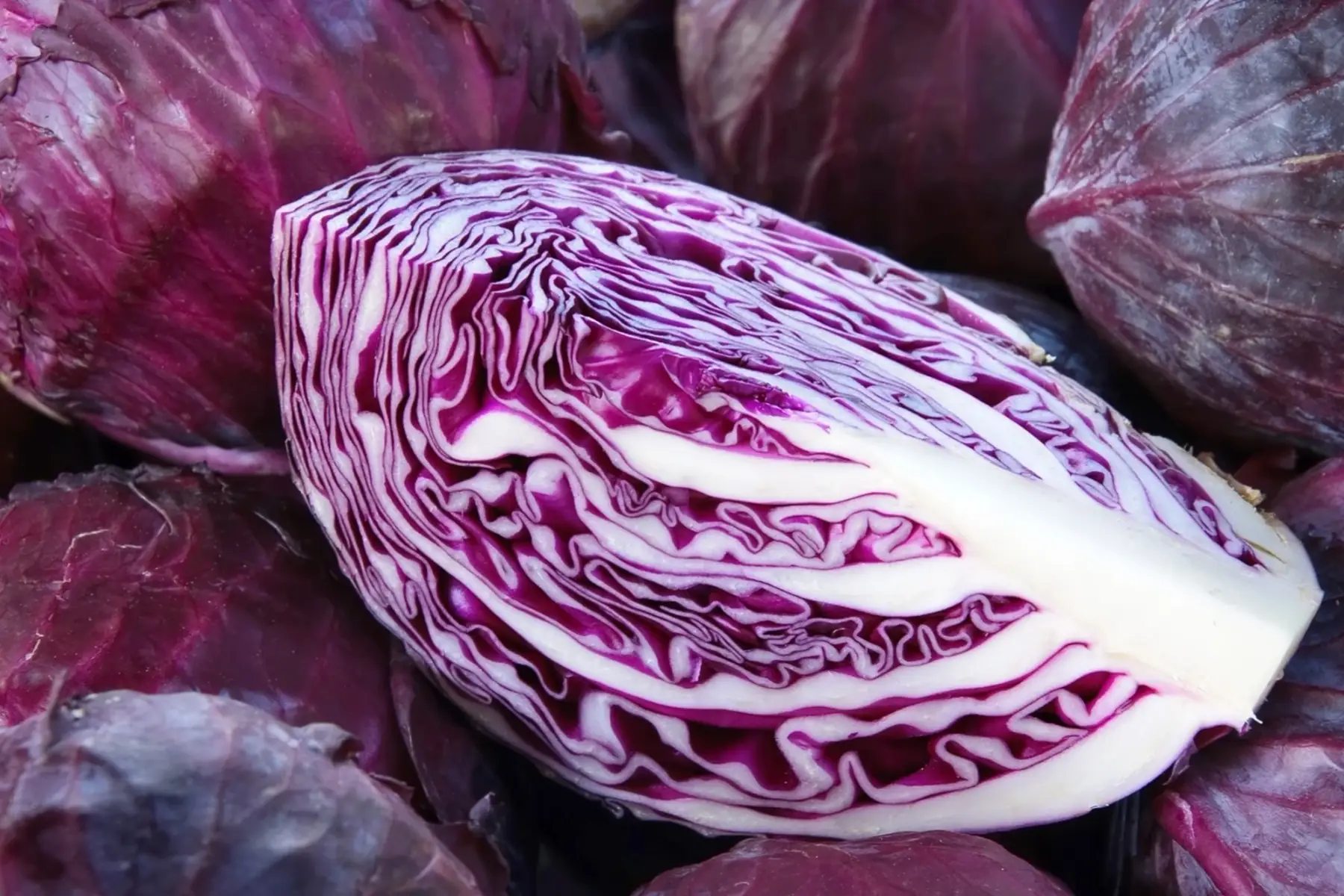 choux rouge