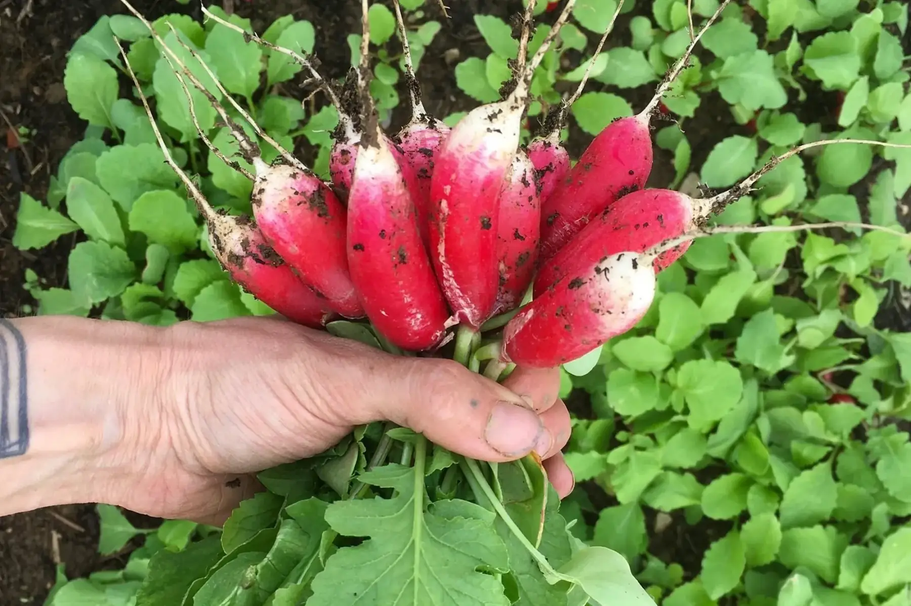 le champ a contre vent