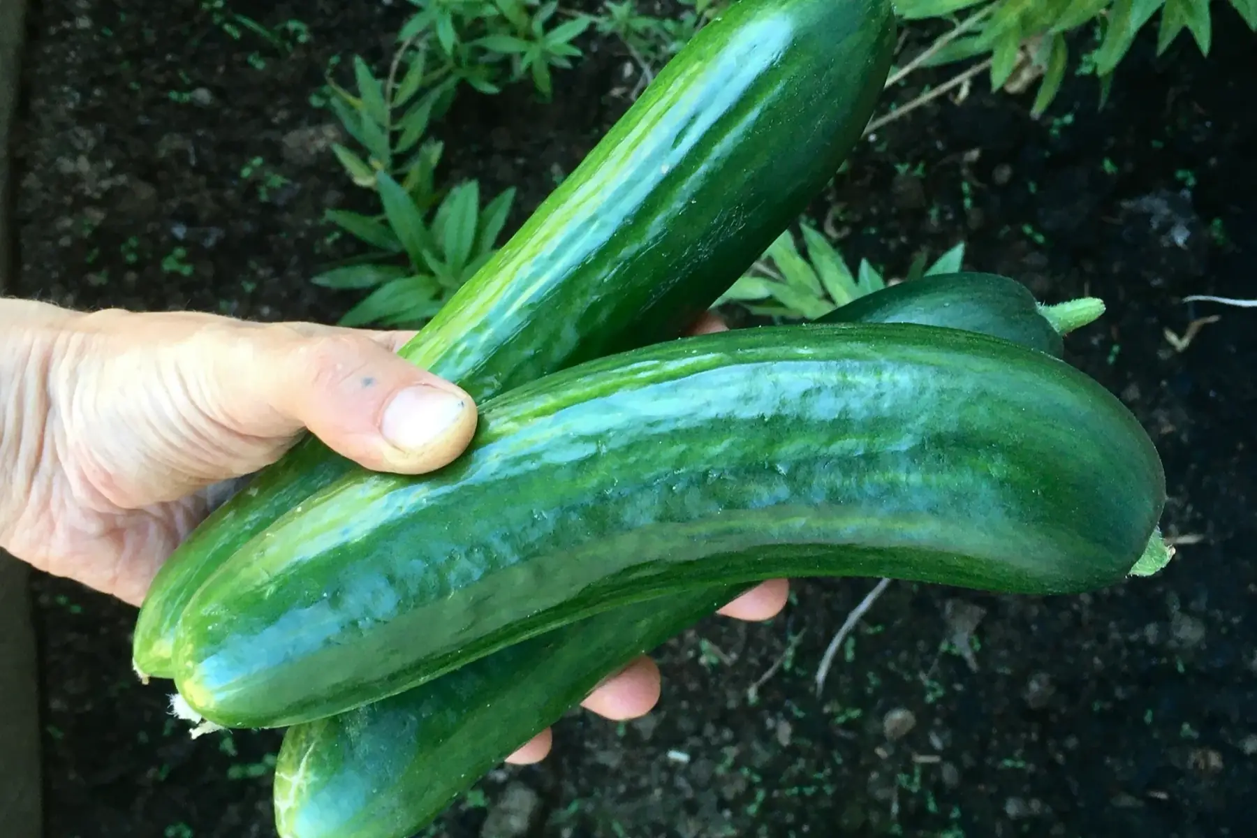 concombre libanais (petit)