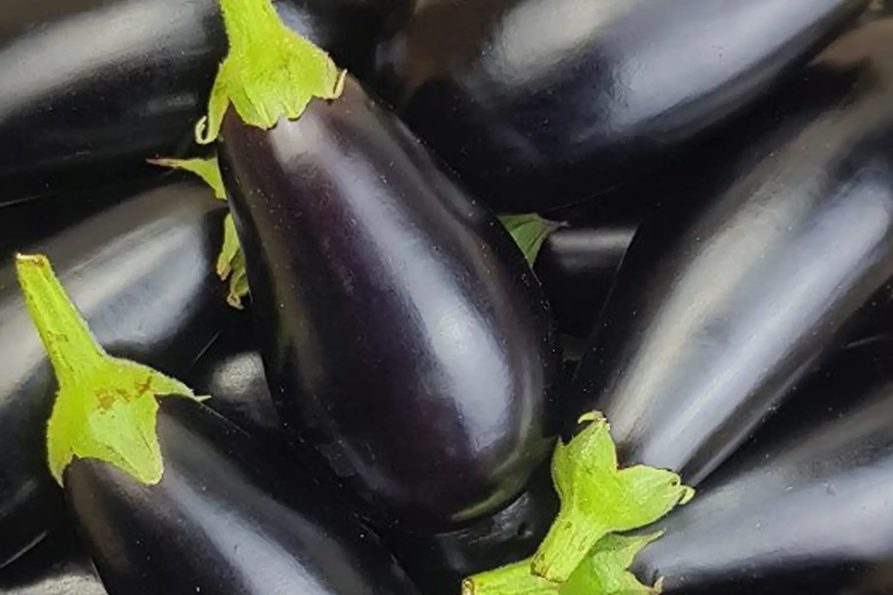 aubergine