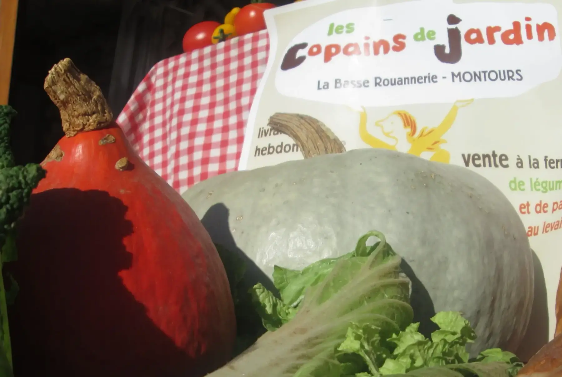 2 - entre copain : courget, carot, radis, fenouil, salade, betteraves, chou rave