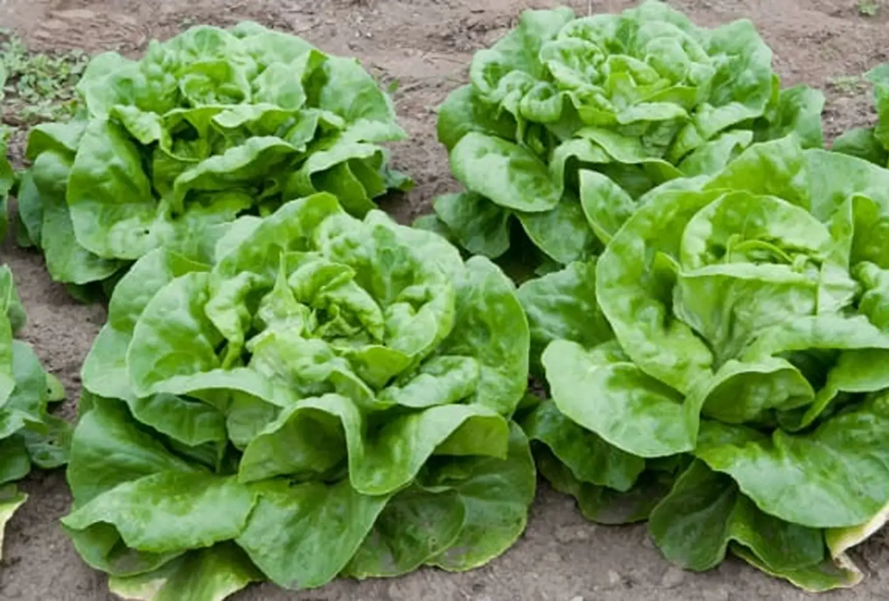 Salade Laitue Verte