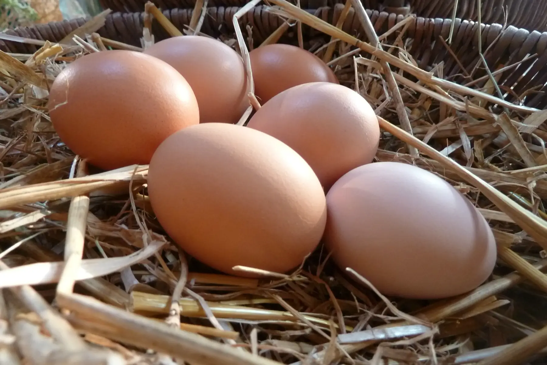 oeufs de poule fermier