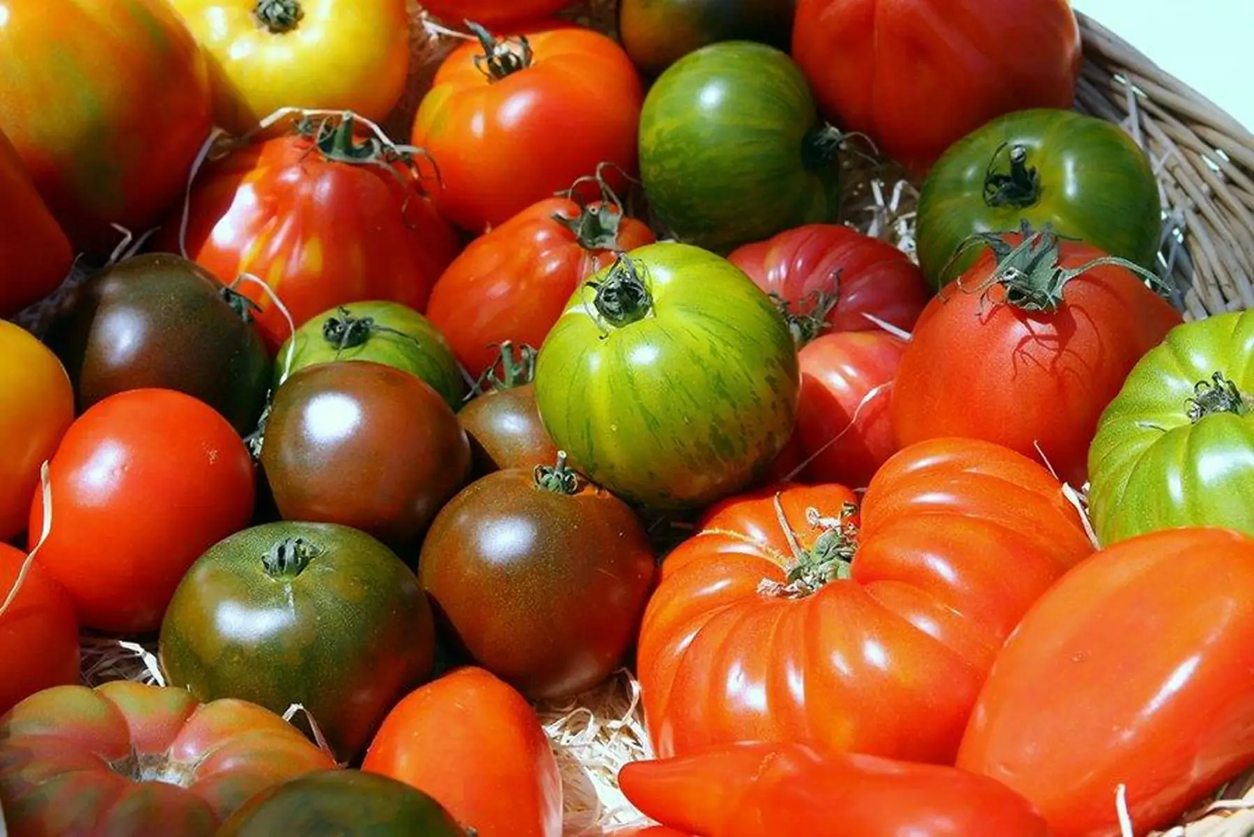 tomate ancienne