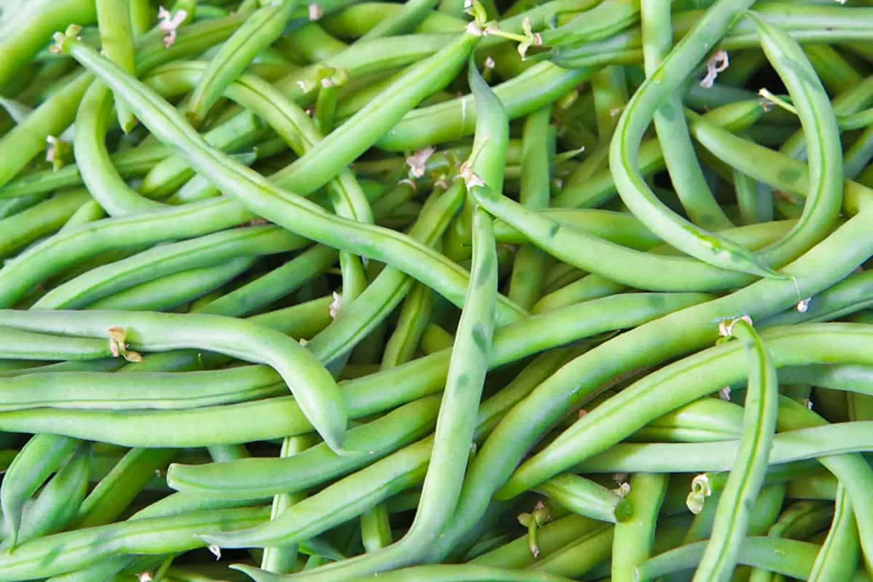 haricot vert