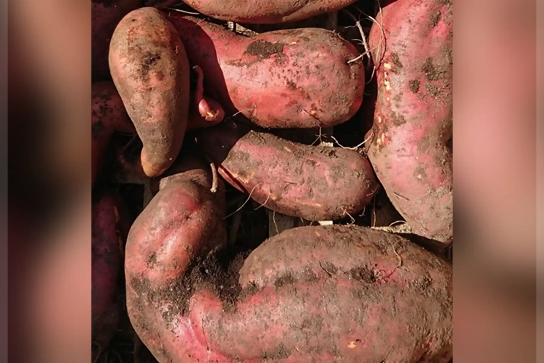 Patate douce