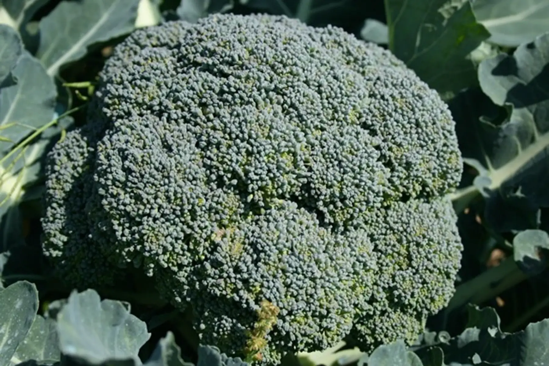 chou brocoli
