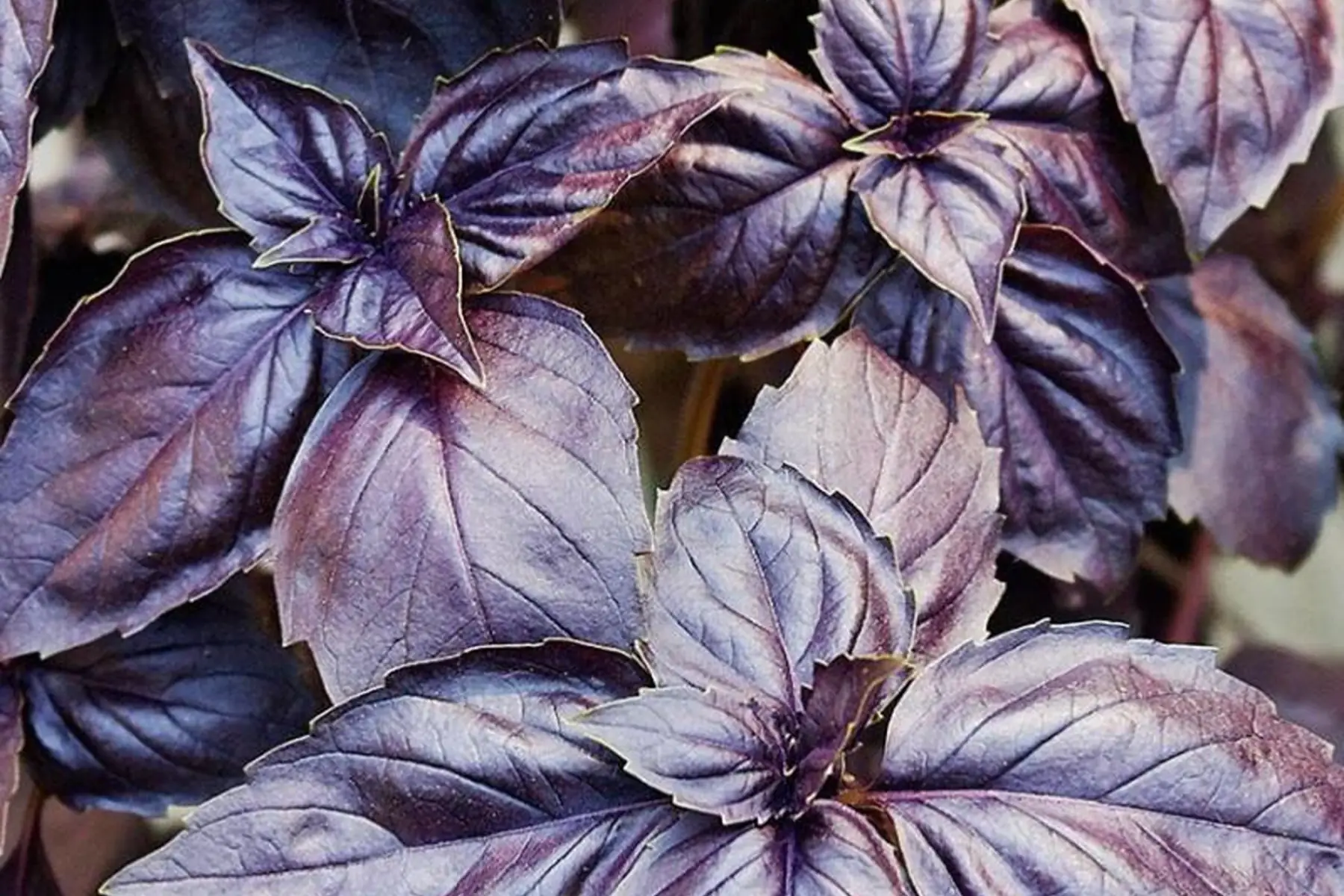 Basilic pourpre bouquet