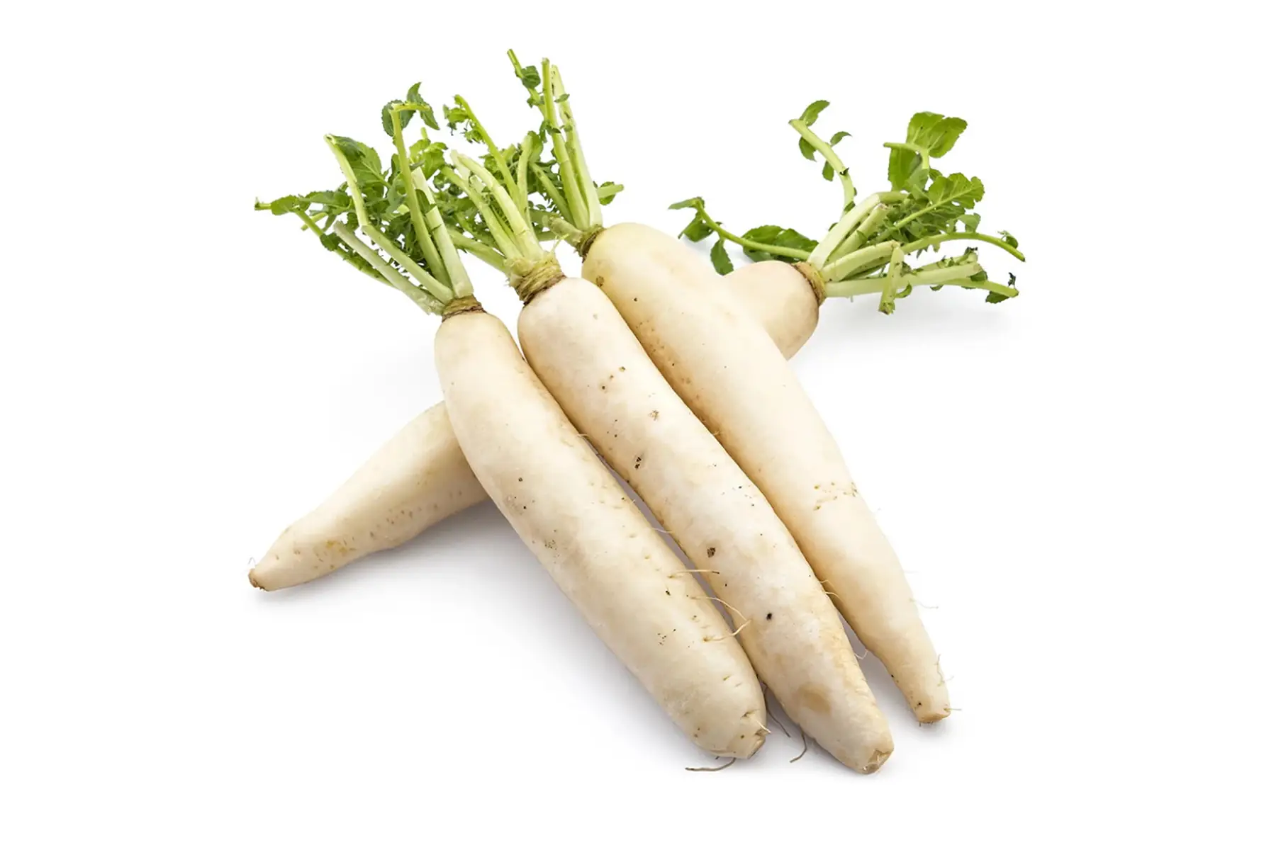 radis daikon