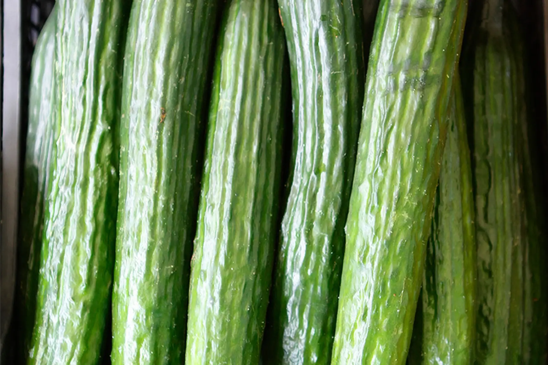 concombre