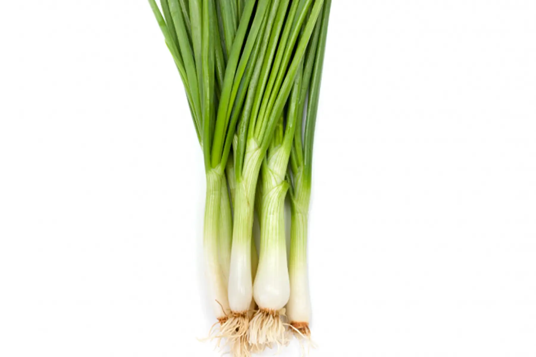 Oignon Ciboule