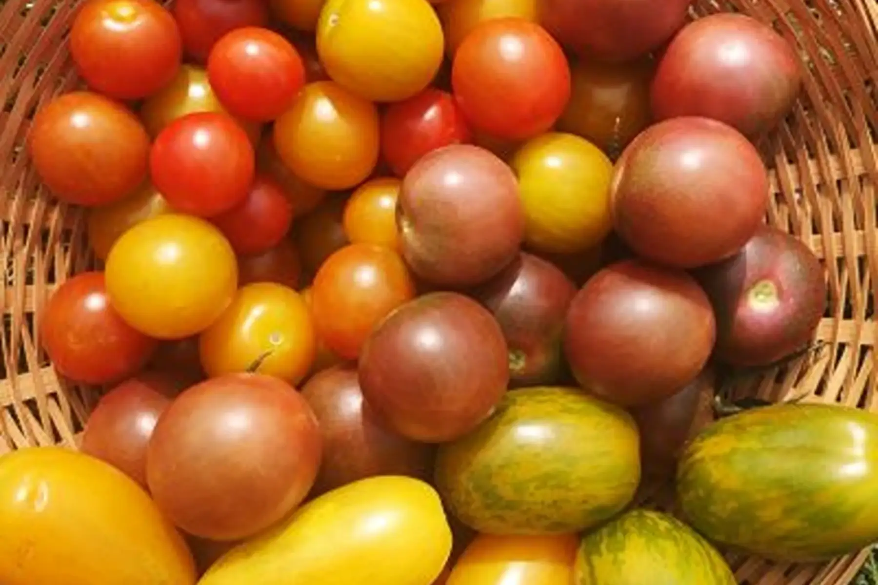 tomate cerise