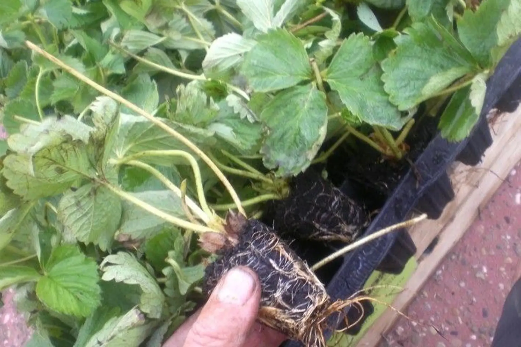 10 plants de fraisiers (cf. description)