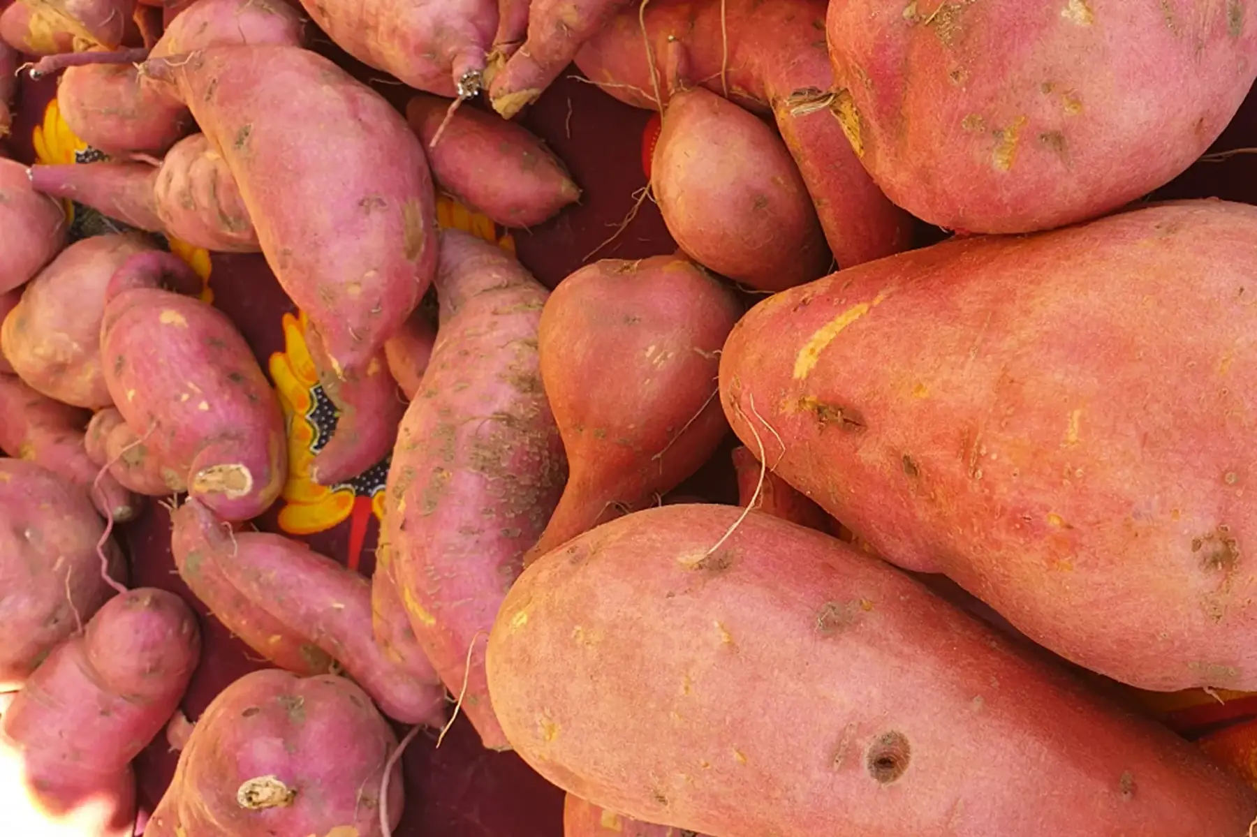 patate douce bio à chair orange