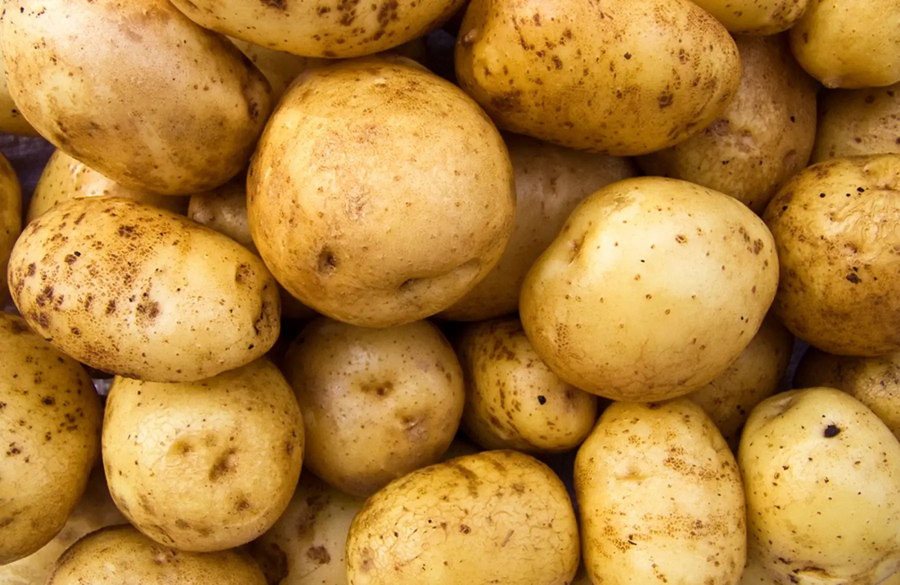 pomme de terre agria bio