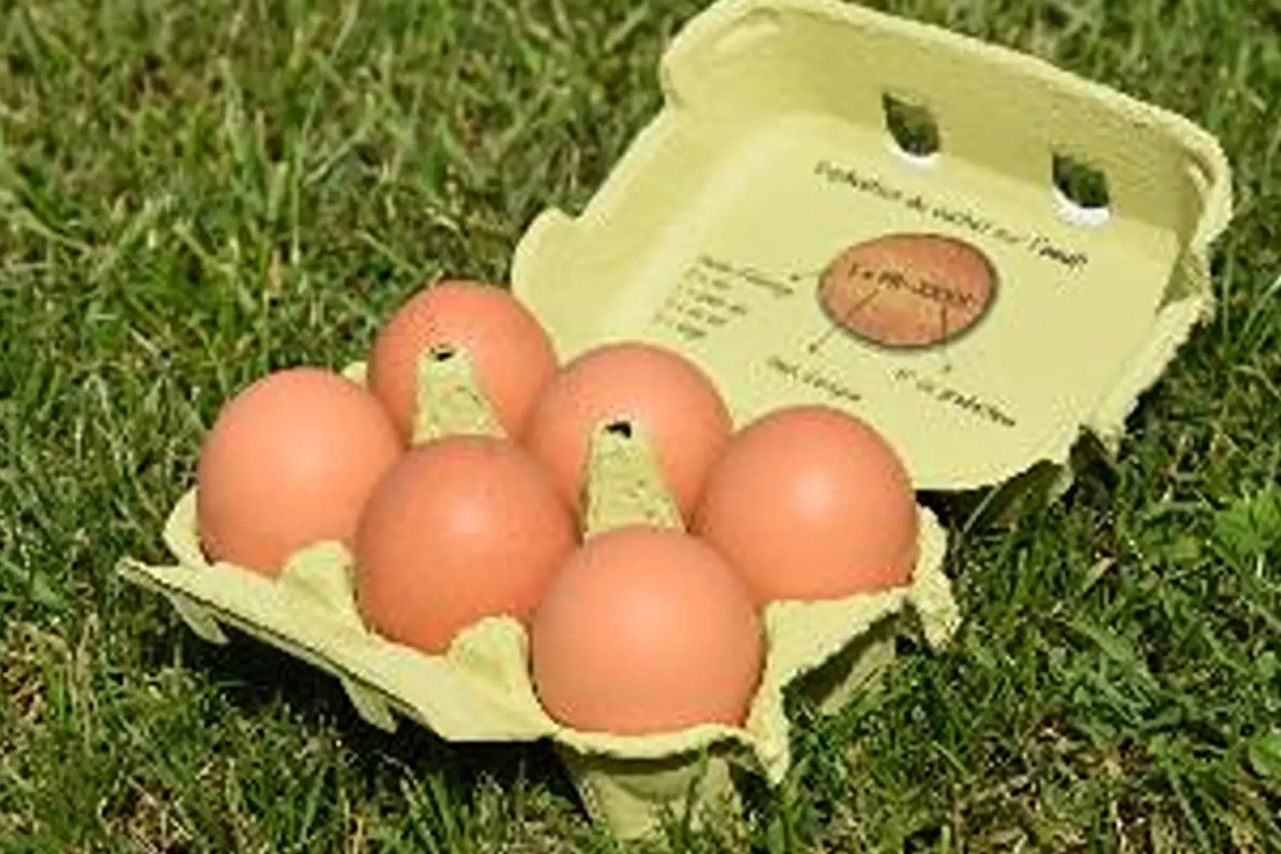 oeufs bio / promo -50%