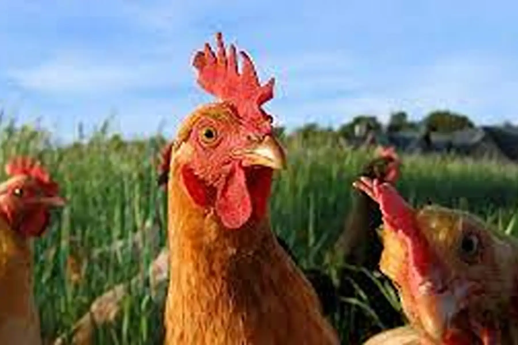 découpe poulets fermiers en 6