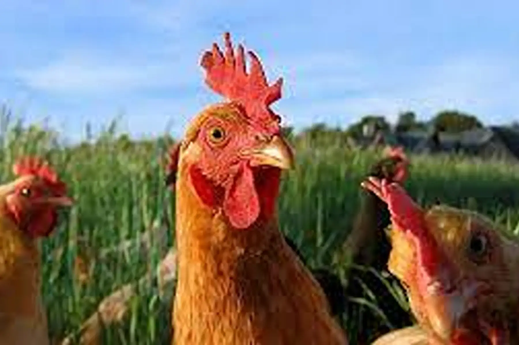 poulets fermiers en 2 (découpe)