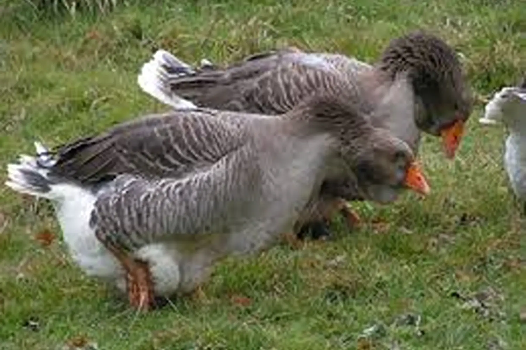 réservation oie fermières