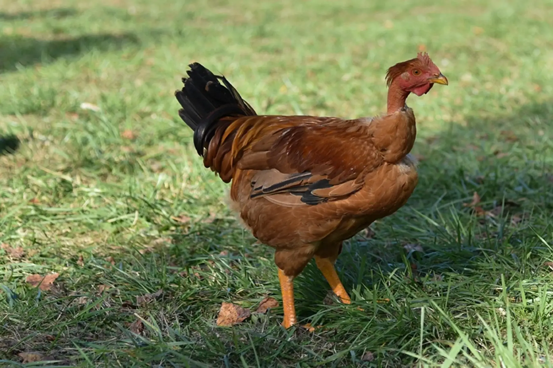 réservation chapons fermiers