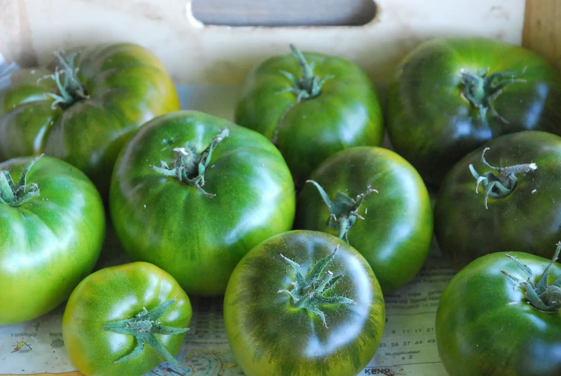 tomates anciennes vertes