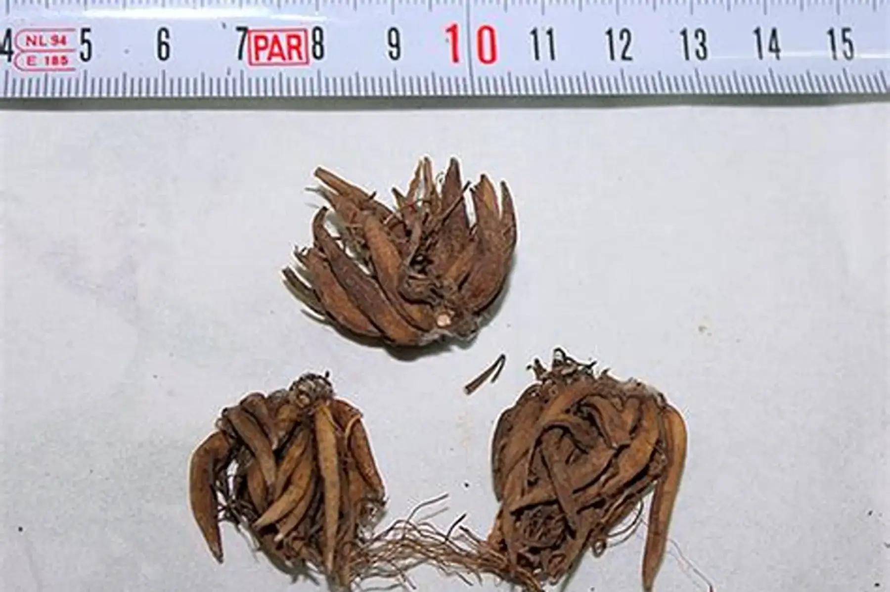 Griffes de renoncules (blanc et rose)