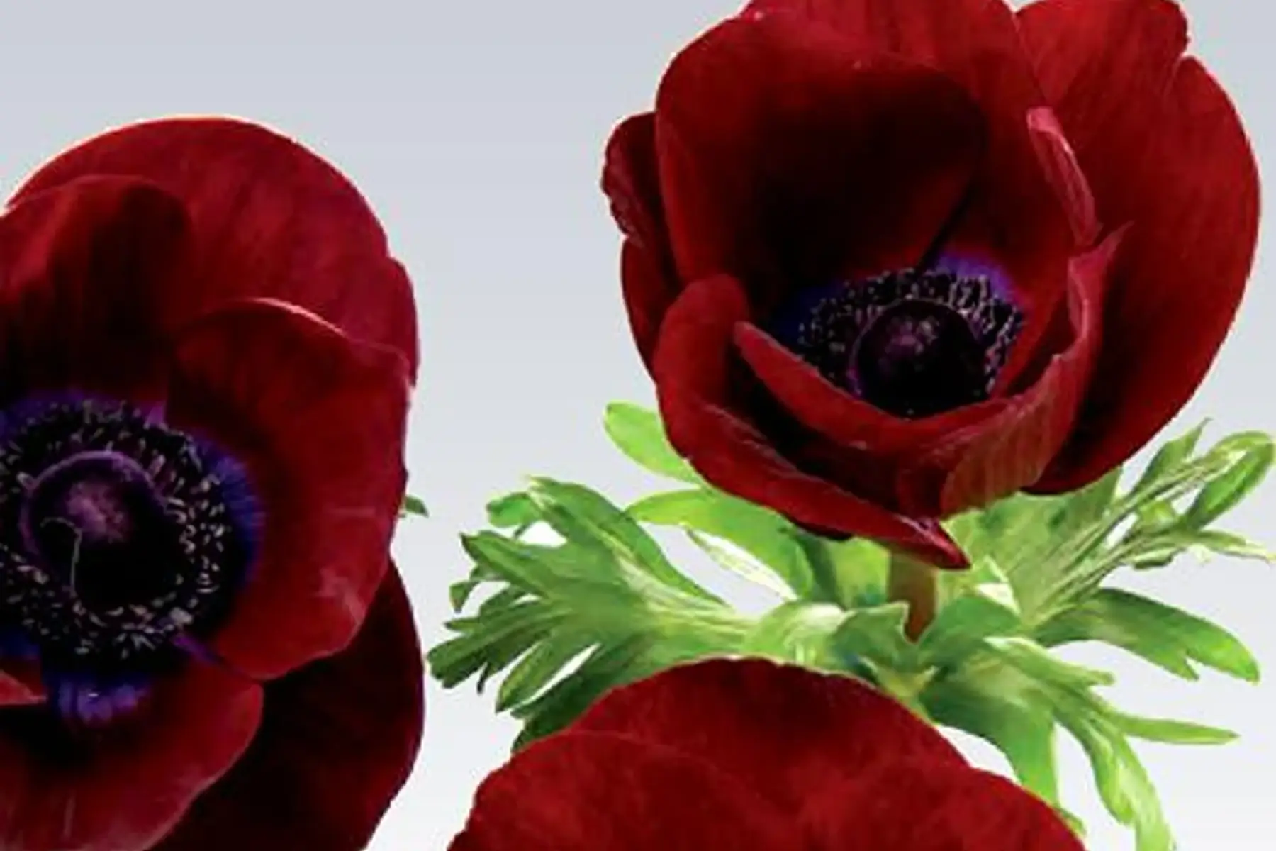 brassée d'anémones rouge