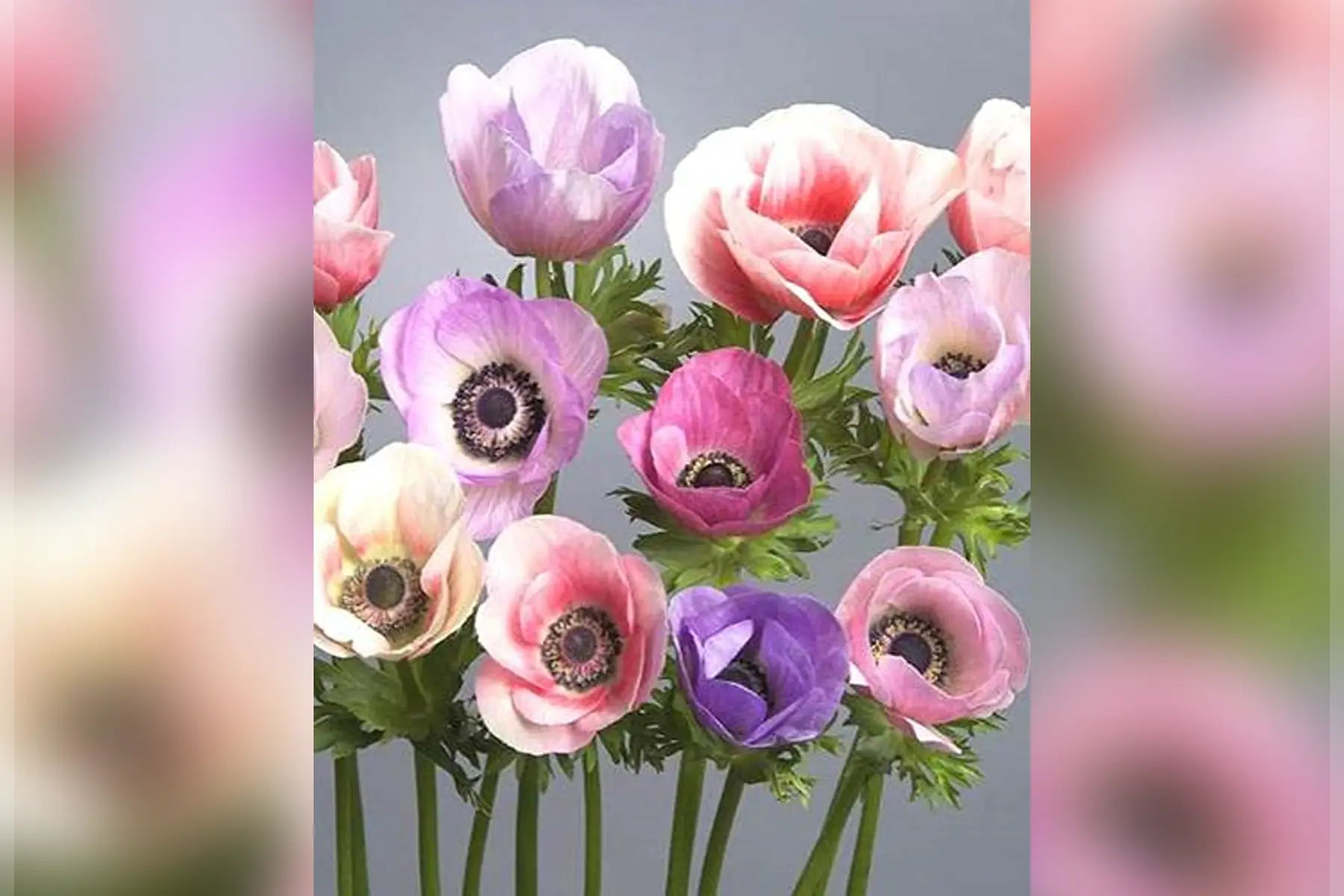 brassée d'anémones pastels