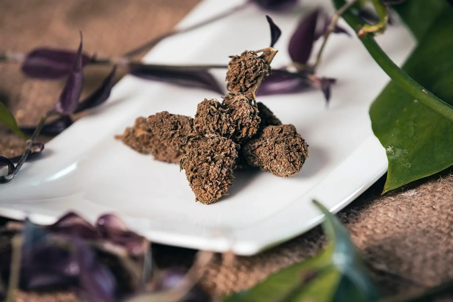 fleurs de cannatonic, sachet de 5g