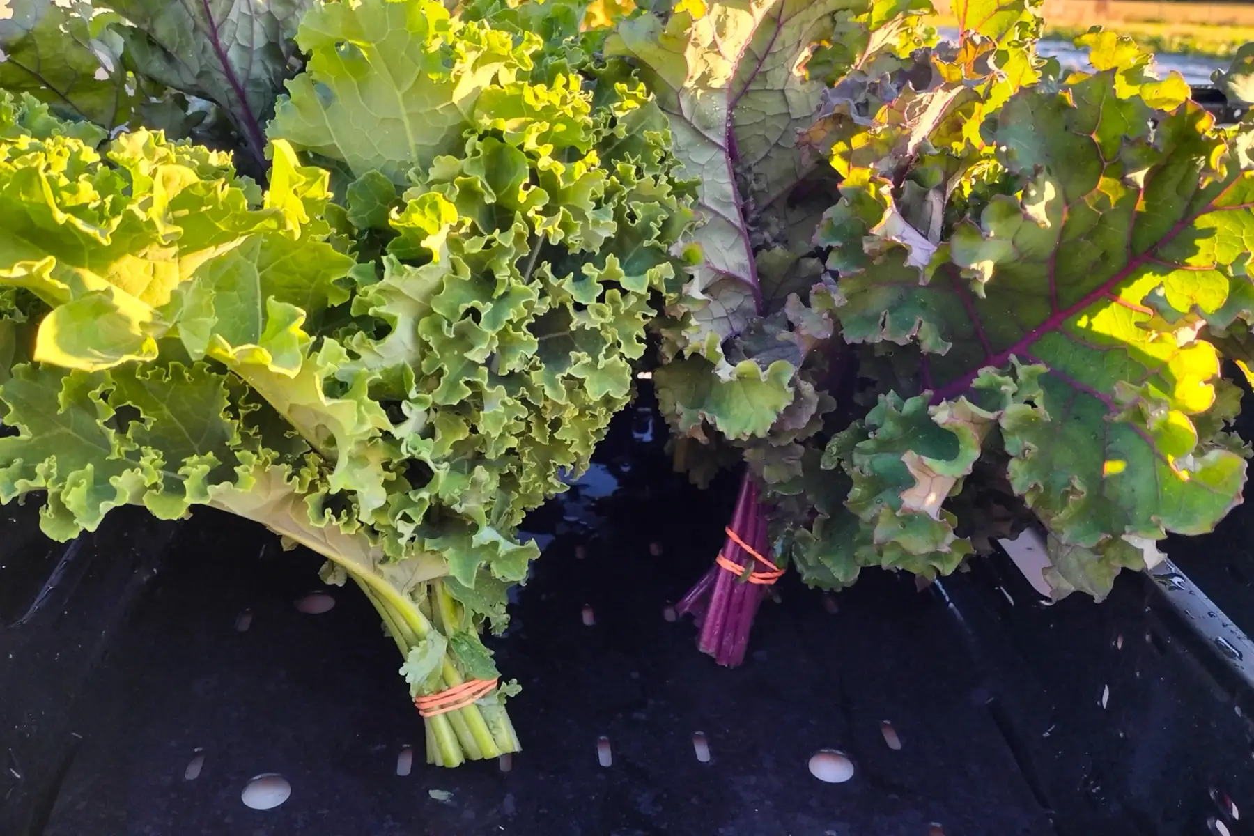 Chou kale bouquet