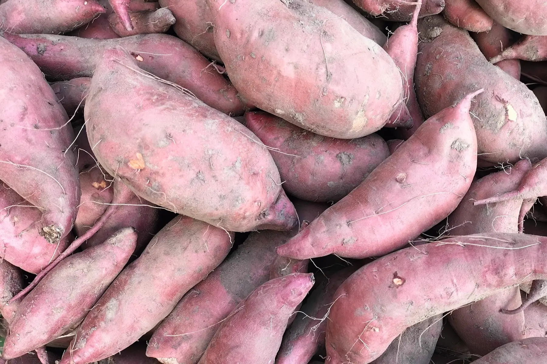 Patate douce