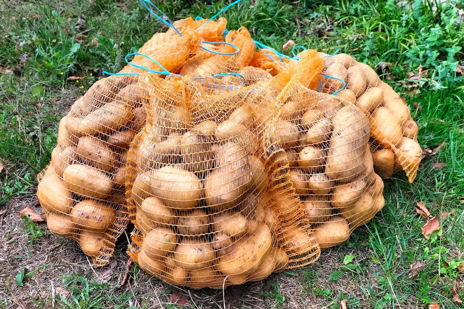 Pomme de terre filet 5kg