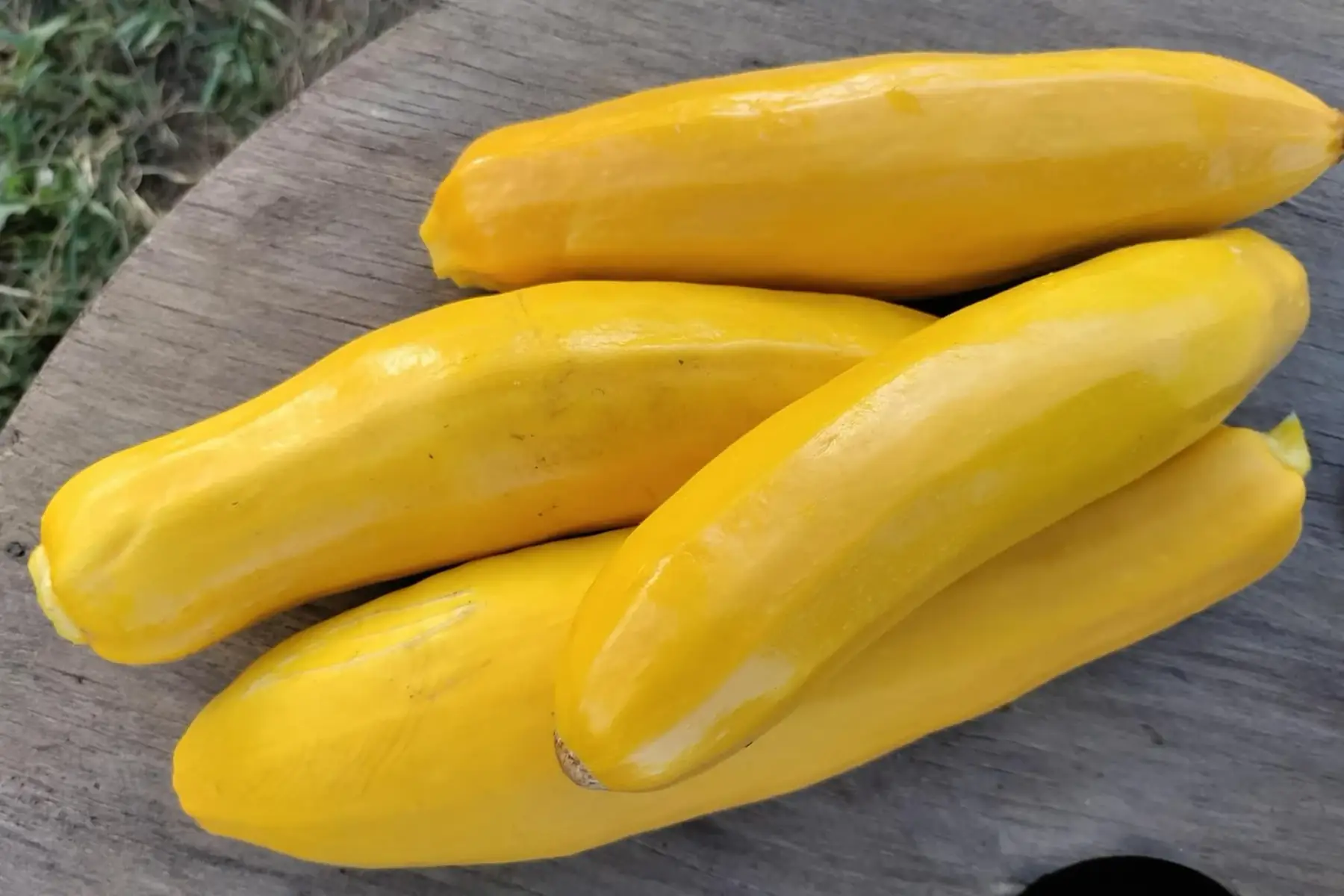 courgette jaune