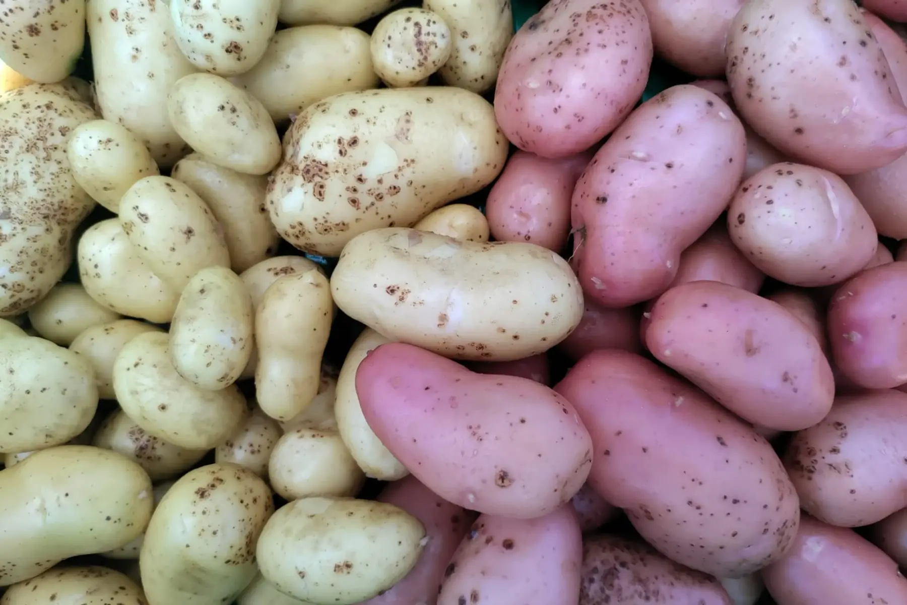 pomme de terre nouvelle