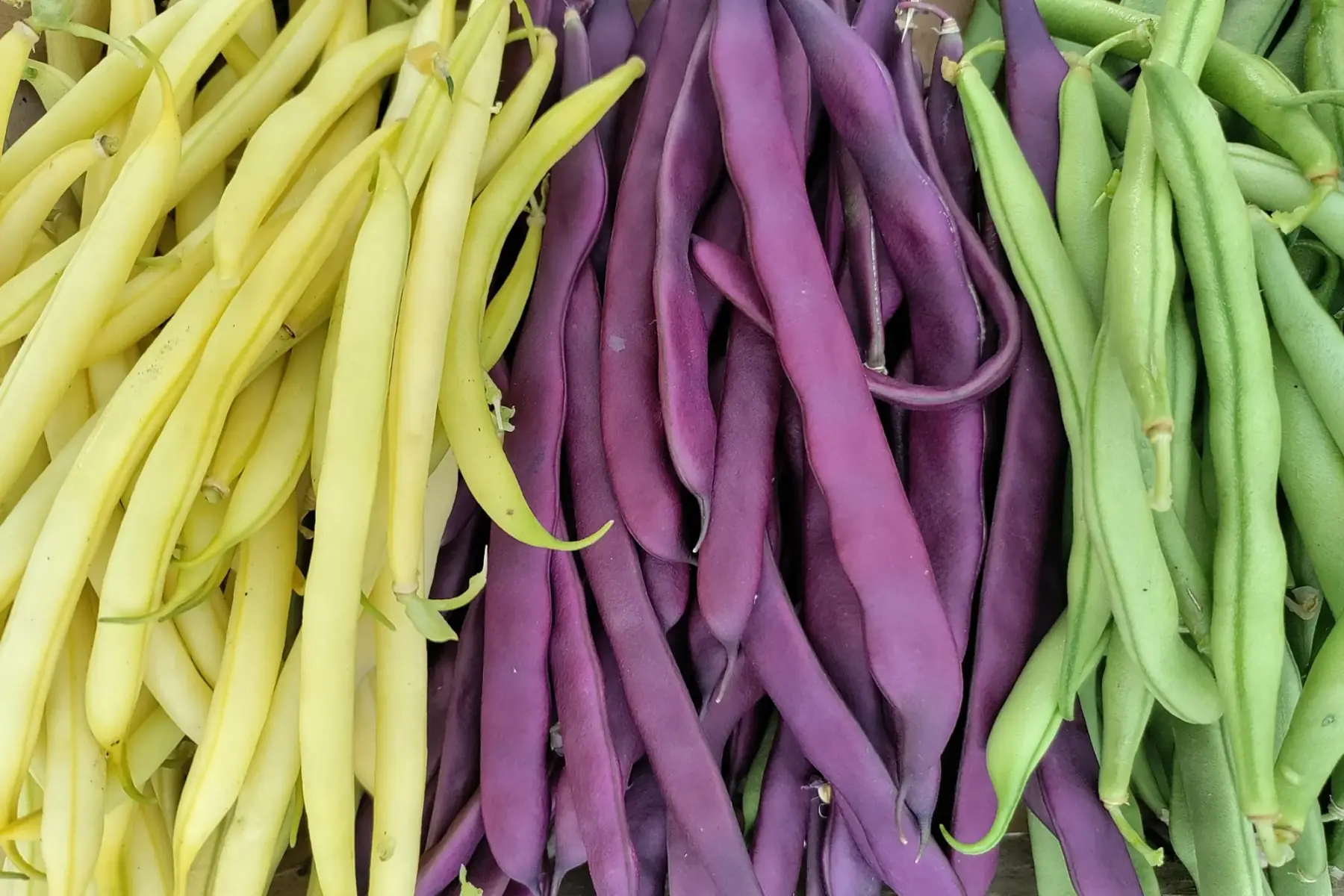 haricots beurre - mélange