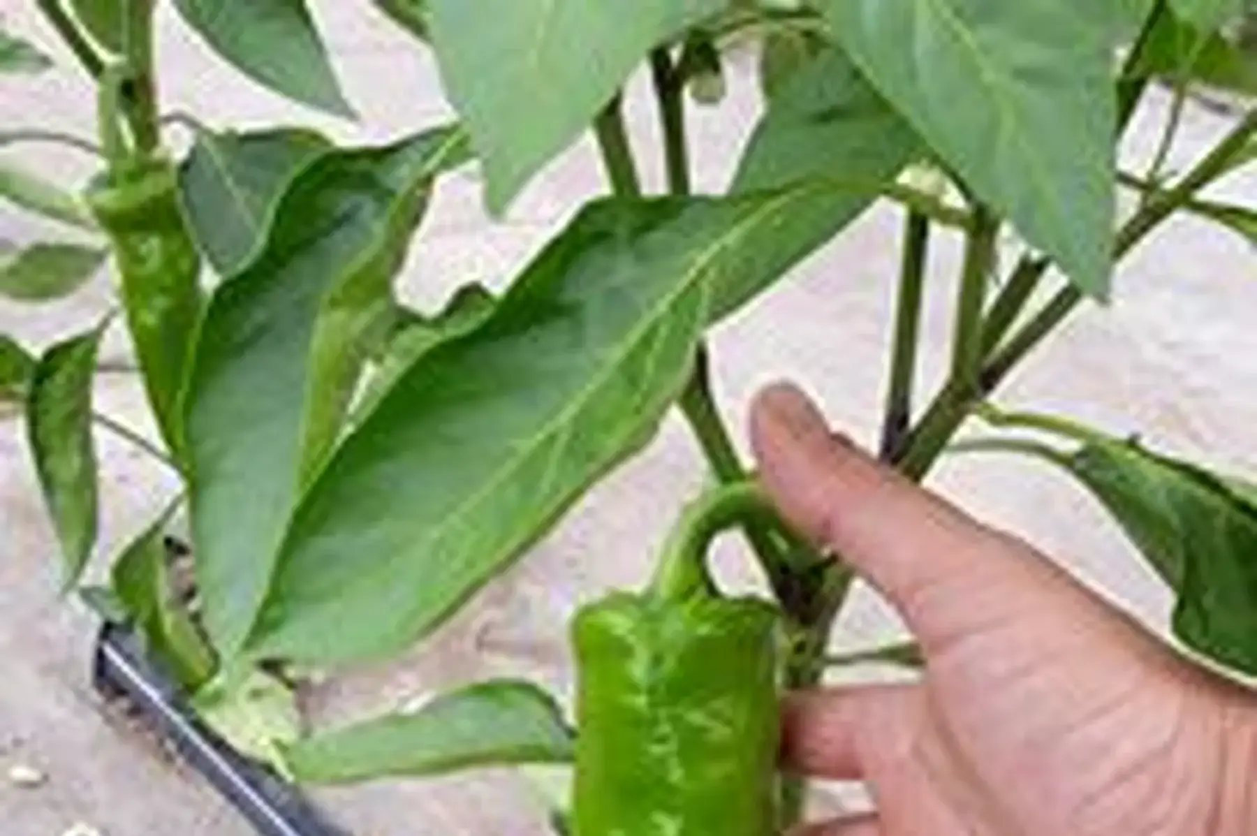 poivrons corne de taureau