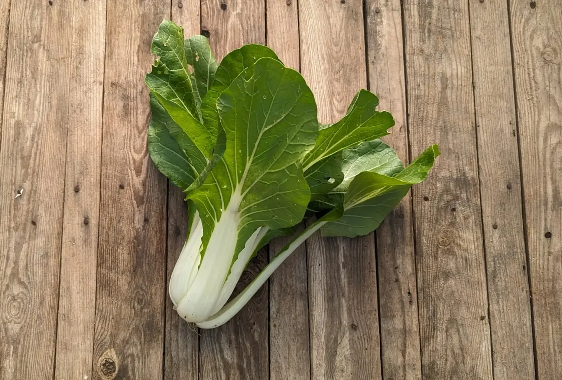 chou pak choi