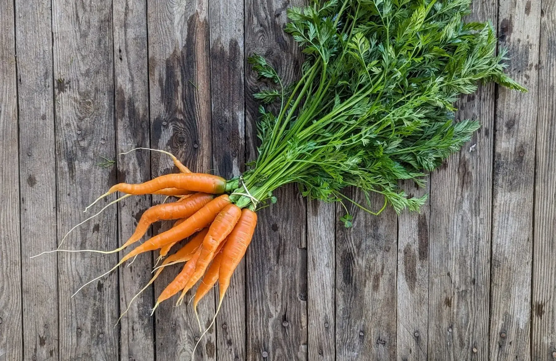 carottes