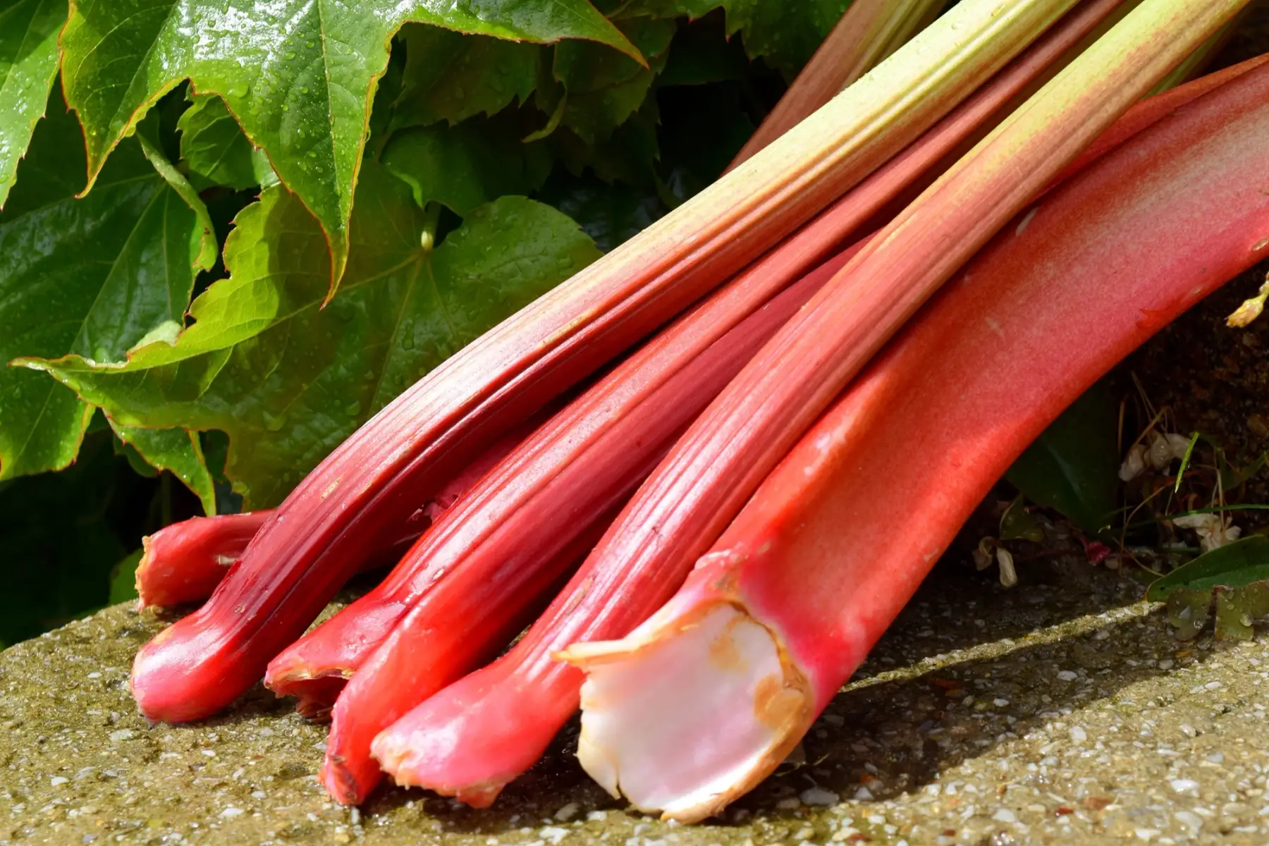 rhubarbe