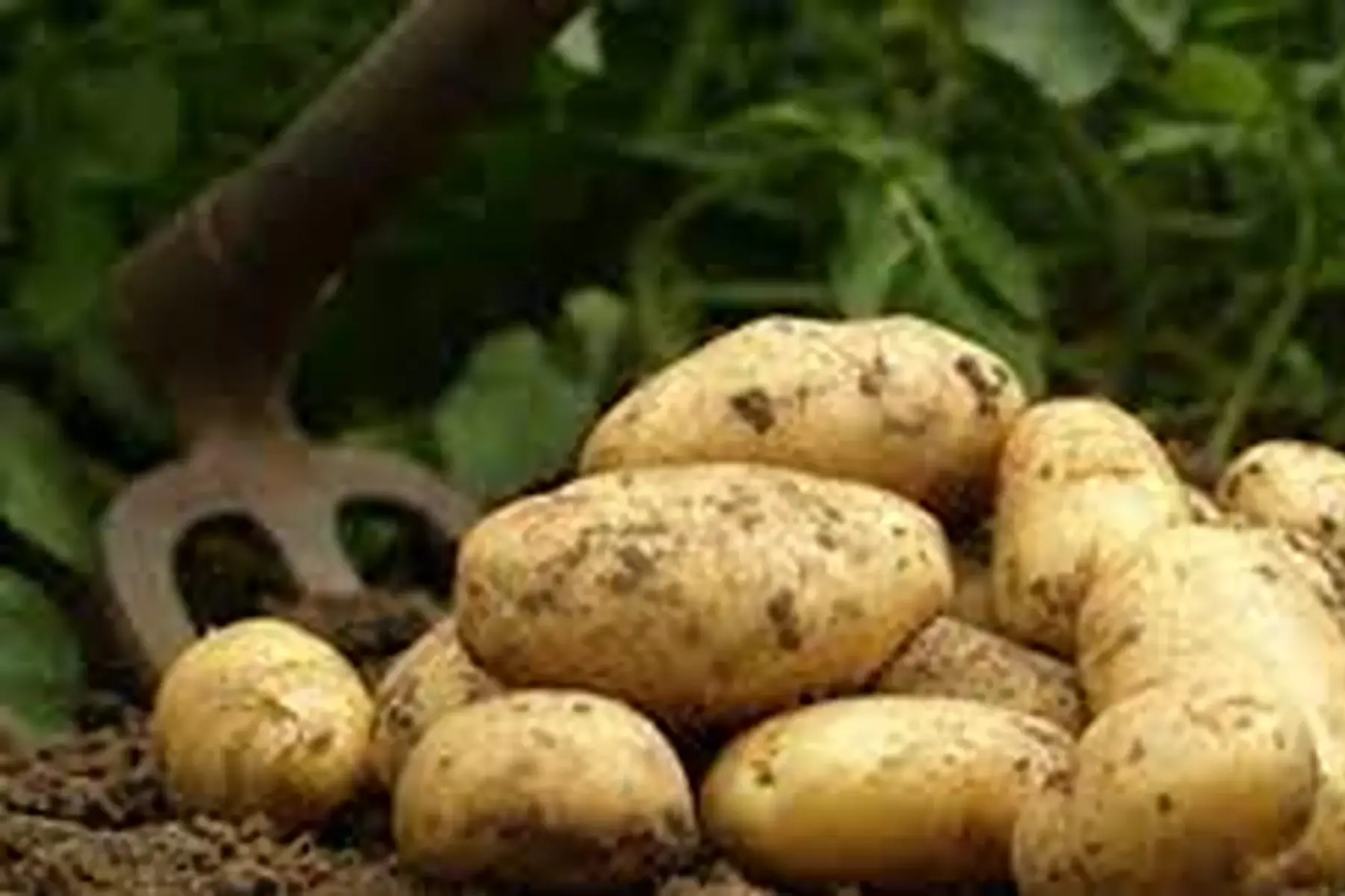 pomme de terre primeure