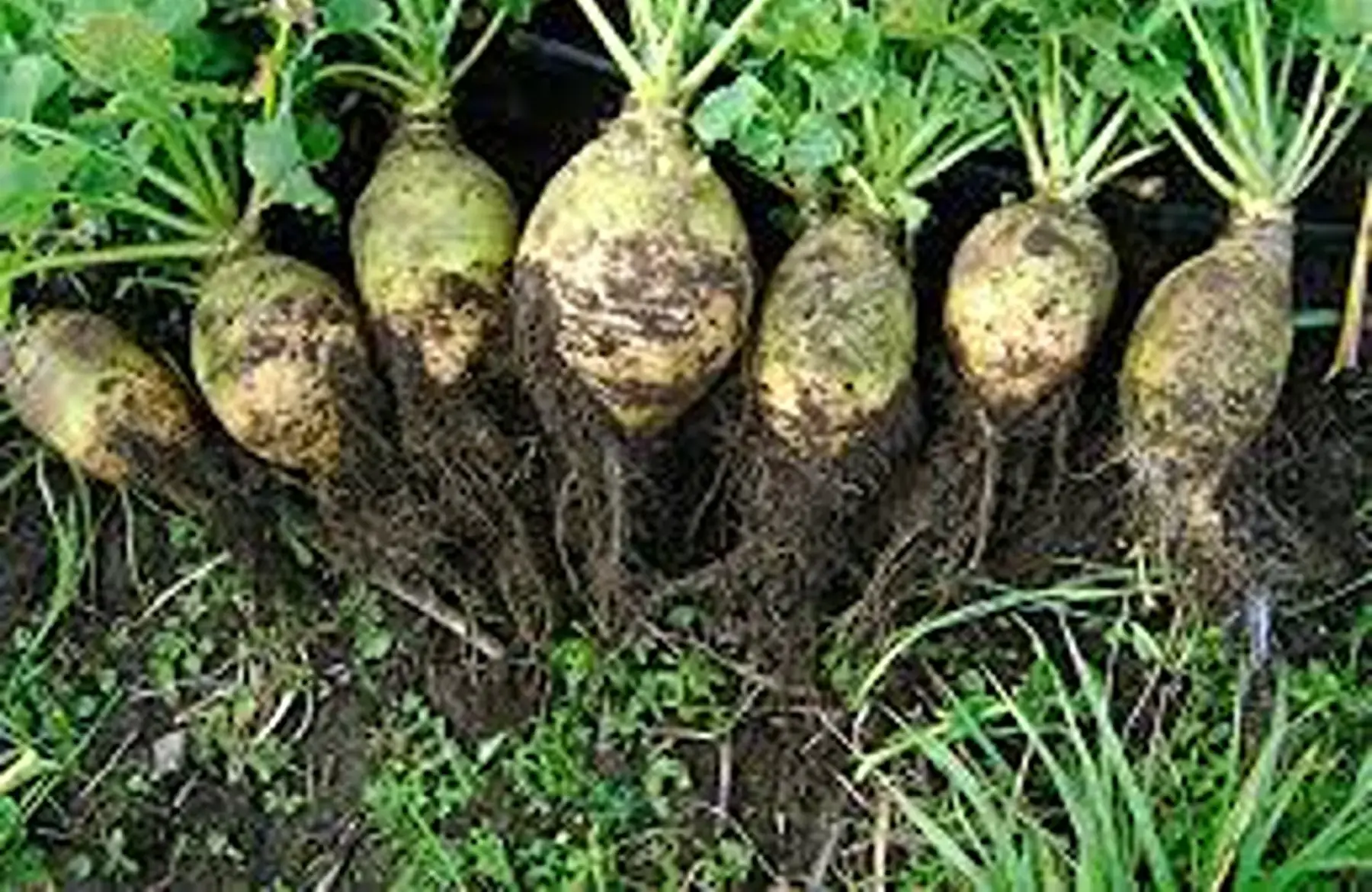 rutabaga
